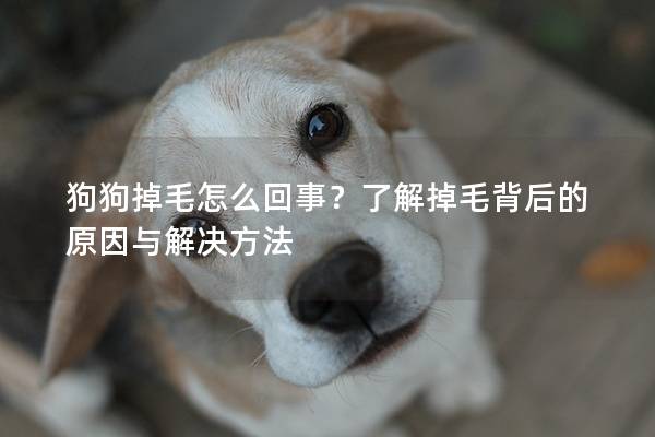 狗狗掉毛怎么回事？了解掉毛背后的原因与解决方法