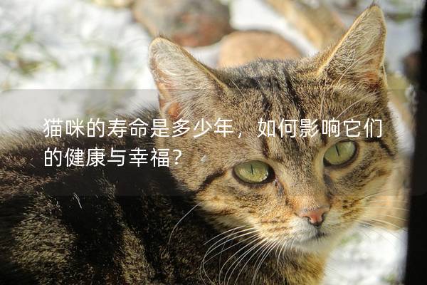 猫咪的寿命是多少年，如何影响它们的健康与幸福？