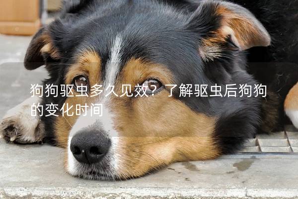 狗狗驱虫多久见效？了解驱虫后狗狗的变化时间