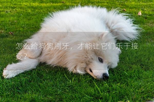 怎么给狗狗刷牙，才能让它们乐于接受？