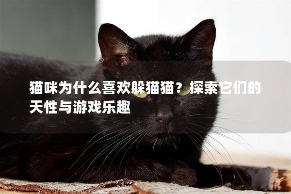 猫咪为什么喜欢躲猫猫？探索它们的天性与游戏乐趣