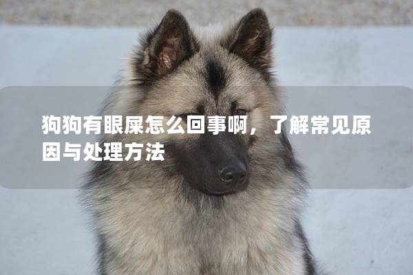 狗狗有眼屎怎么回事啊，了解常见原因与处理方法
