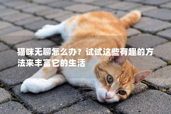 猫咪无聊怎么办？试试这些有趣的方法来丰富它的生活