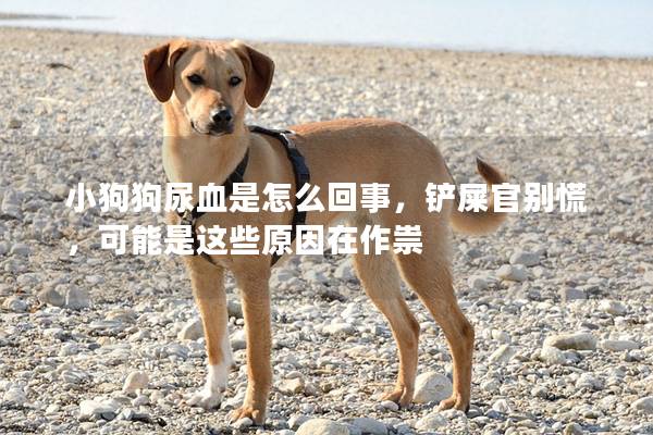 小狗狗尿血是怎么回事，铲屎官别慌，可能是这些原因在作祟