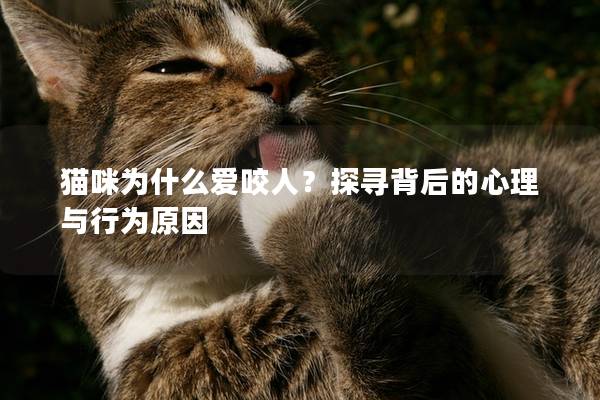 猫咪为什么爱咬人？探寻背后的心理与行为原因