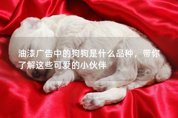 油漆广告中的狗狗是什么品种，带你了解这些可爱的小伙伴