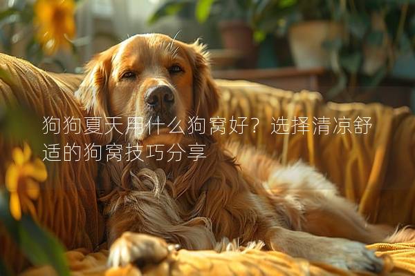 狗狗夏天用什么狗窝好？选择清凉舒适的狗窝技巧分享