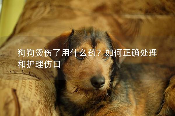 狗狗烫伤了用什么药？如何正确处理和护理伤口