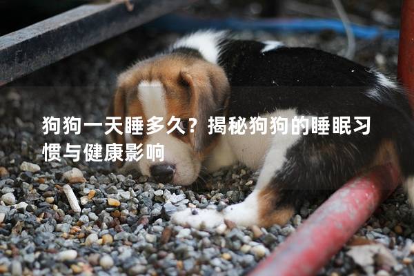 狗狗一天睡多久？揭秘狗狗的睡眠习惯与健康影响