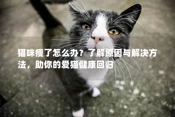 猫咪瘦了怎么办？了解原因与解决方法，助你的爱猫健康回归