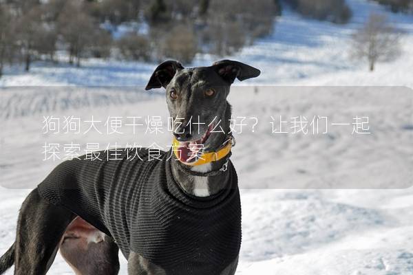 狗狗大便干燥吃什么好？让我们一起探索最佳饮食方案