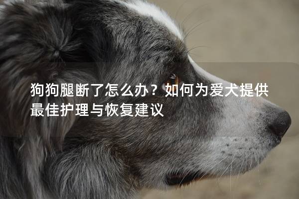 狗狗腿断了怎么办？如何为爱犬提供最佳护理与恢复建议