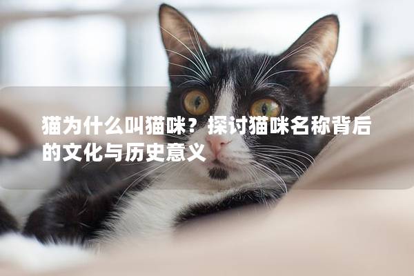 猫为什么叫猫咪？探讨猫咪名称背后的文化与历史意义