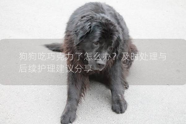狗狗吃巧克力了怎么办？及时处理与后续护理建议分享