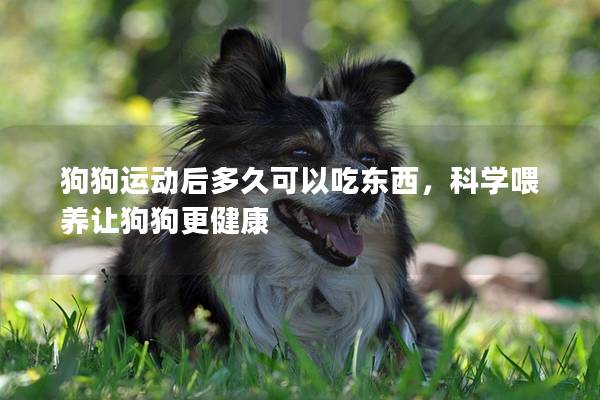 狗狗运动后多久可以吃东西，科学喂养让狗狗更健康