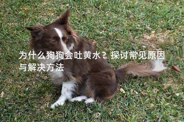 为什么狗狗会吐黄水？探讨常见原因与解决方法