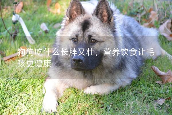 狗狗吃什么长胖又壮，营养饮食让毛孩更健康