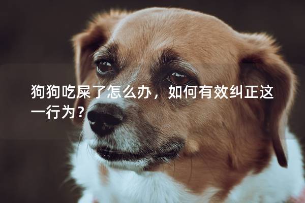 狗狗吃屎了怎么办，如何有效纠正这一行为？