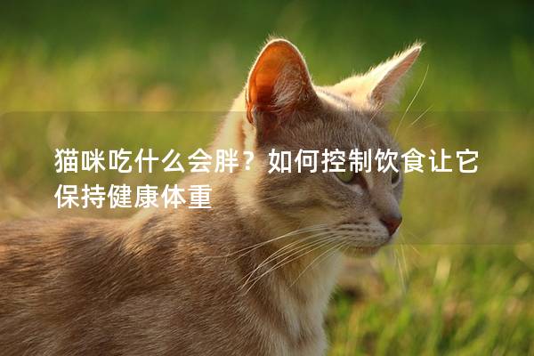 猫咪吃什么会胖？如何控制饮食让它保持健康体重
