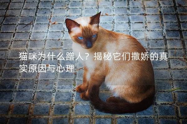 猫咪为什么蹭人？揭秘它们撒娇的真实原因与心理