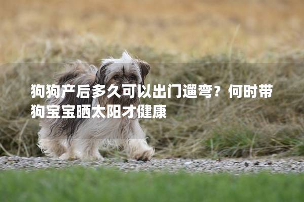狗狗产后多久可以出门遛弯？何时带狗宝宝晒太阳才健康