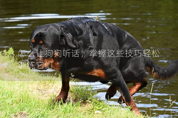 怎么让狗狗听话，掌握这些技巧轻松训练它们