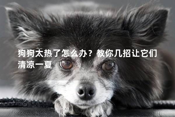 狗狗太热了怎么办？教你几招让它们清凉一夏