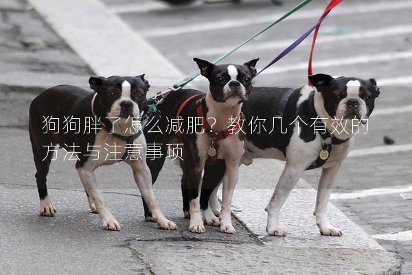 狗狗胖了怎么减肥？教你几个有效的方法与注意事项