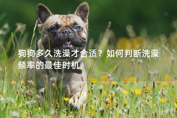 狗狗多久洗澡才合适？如何判断洗澡频率的最佳时机