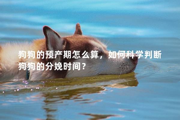狗狗的预产期怎么算，如何科学判断狗狗的分娩时间？