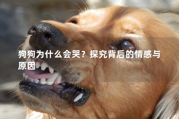 狗狗为什么会哭？探究背后的情感与原因