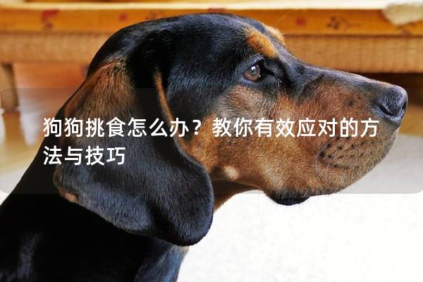 狗狗挑食怎么办？教你有效应对的方法与技巧
