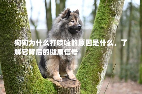 狗狗为什么打喷嚏的原因是什么，了解它背后的健康信号