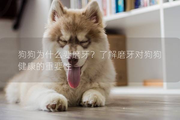 狗狗为什么要磨牙？了解磨牙对狗狗健康的重要性