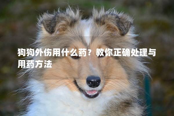 狗狗外伤用什么药？教你正确处理与用药方法