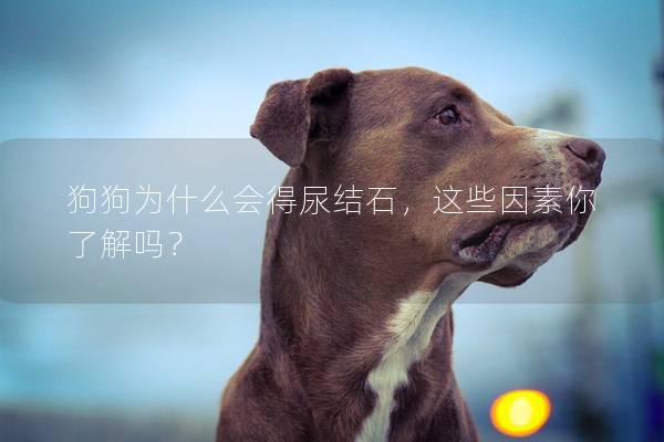 狗狗为什么会得尿结石，这些因素你了解吗？