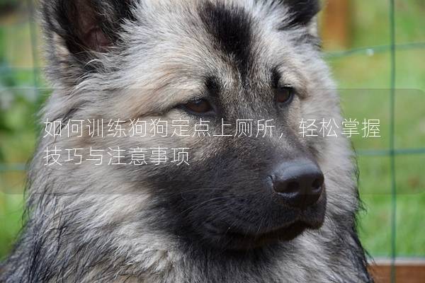 如何训练狗狗定点上厕所，轻松掌握技巧与注意事项
