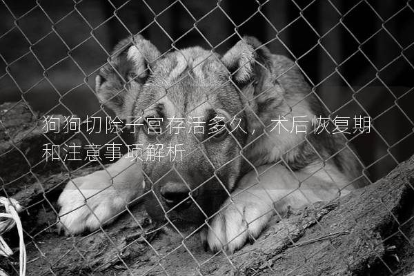 狗狗切除子宫存活多久，术后恢复期和注意事项解析