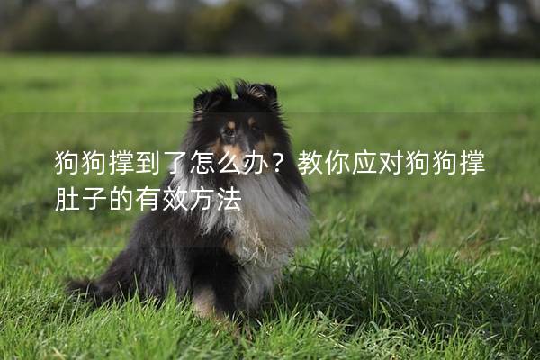 狗狗撑到了怎么办？教你应对狗狗撑肚子的有效方法