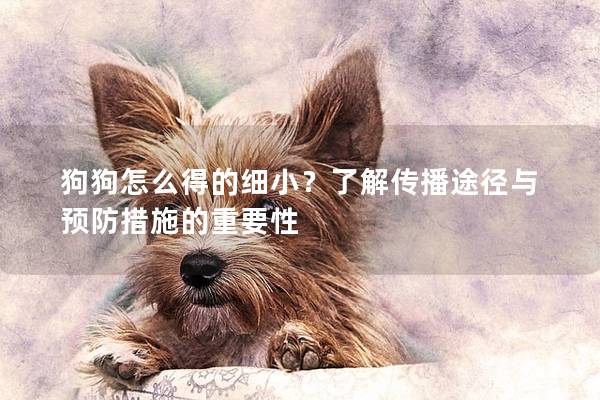 狗狗怎么得的细小？了解传播途径与预防措施的重要性