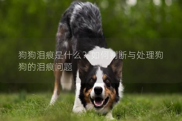狗狗泪痕是什么？如何判断与处理狗狗的泪痕问题