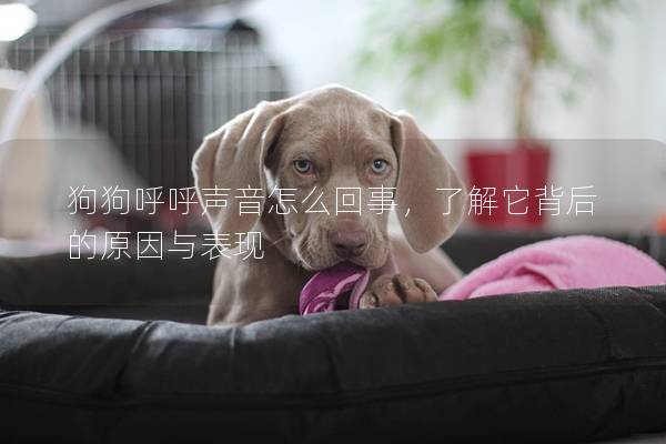 狗狗呼呼声音怎么回事，了解它背后的原因与表现