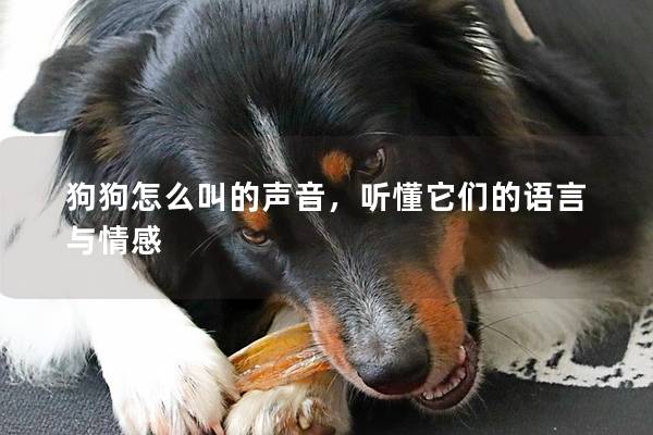狗狗怎么叫的声音，听懂它们的语言与情感