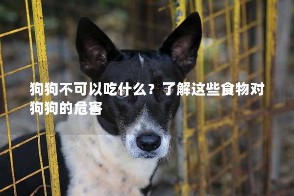 狗狗不可以吃什么？了解这些食物对狗狗的危害
