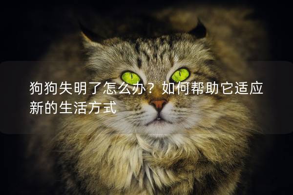 狗狗失明了怎么办？如何帮助它适应新的生活方式