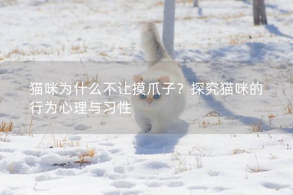 猫咪为什么不让摸爪子？探究猫咪的行为心理与习性