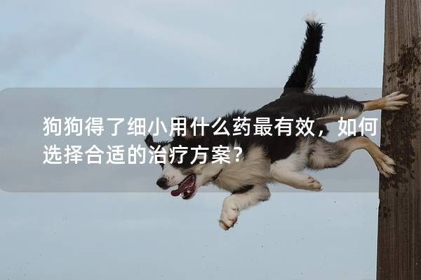 狗狗得了细小用什么药最有效，如何选择合适的治疗方案？