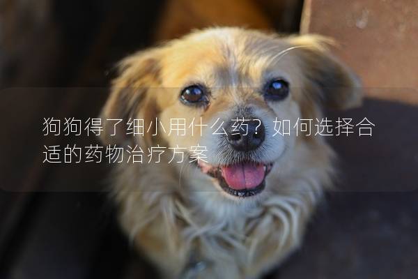 狗狗得了细小用什么药？如何选择合适的药物治疗方案