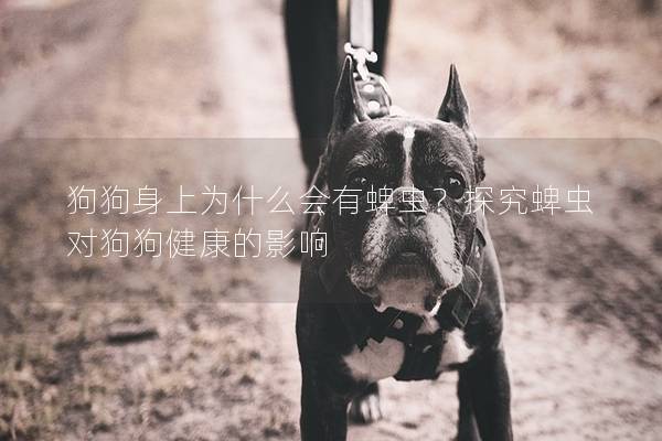 狗狗身上为什么会有蜱虫？探究蜱虫对狗狗健康的影响