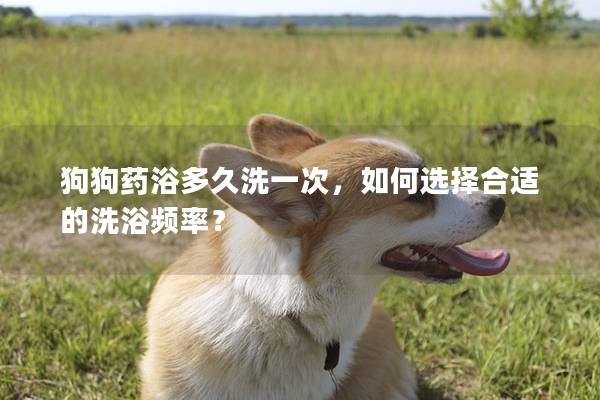 狗狗药浴多久洗一次，如何选择合适的洗浴频率？